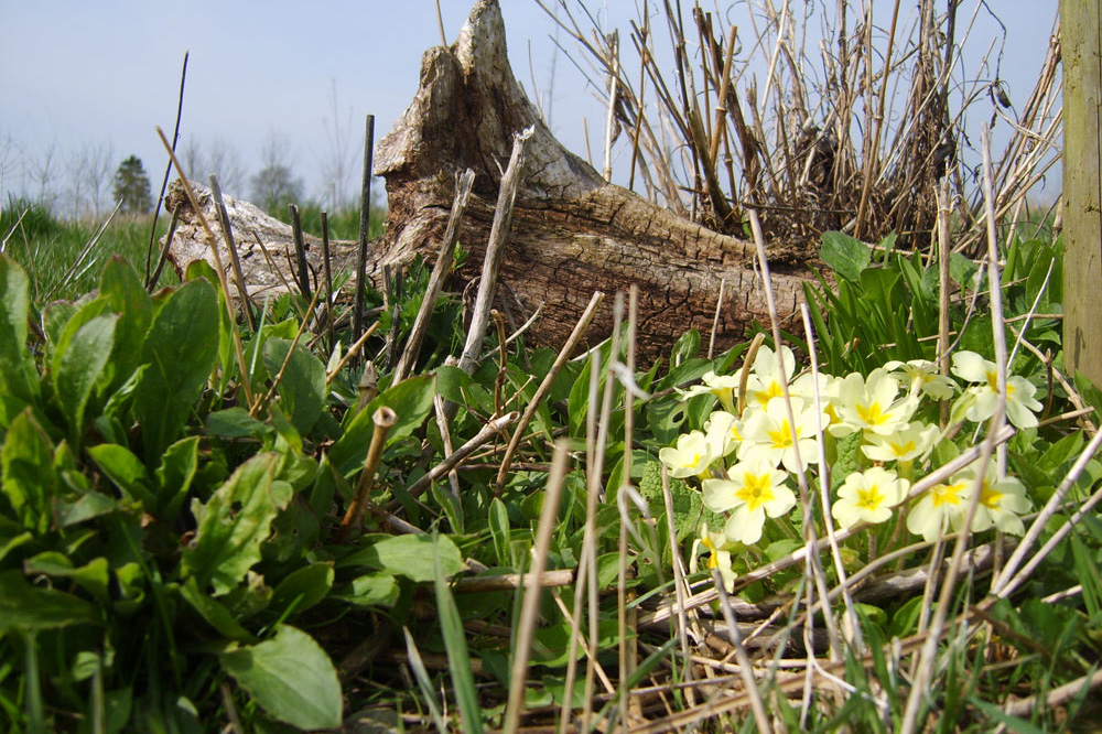 Humber Woodland of Remembrance