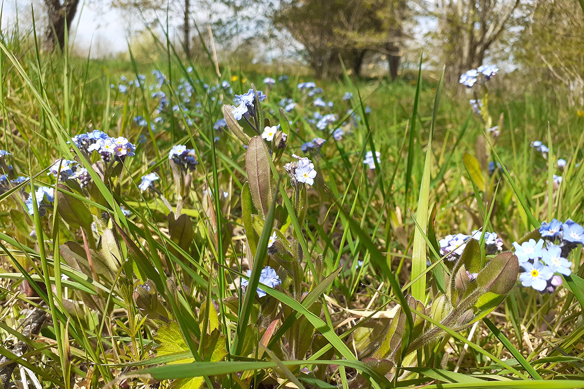 Humber Woodland of Remembrance