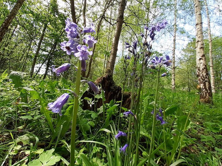 bluebells