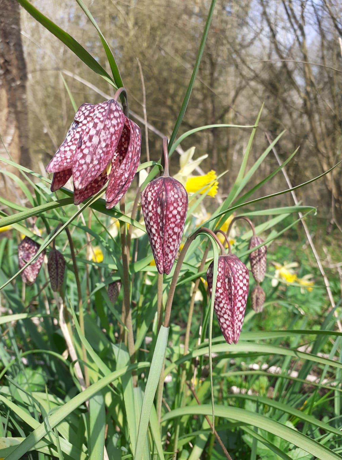 wild flowers